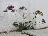 Trachelium caeruleum 5, Halsbloem, Saxifraga-Ed Stikvoort